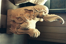 木鼻（獏）